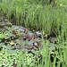 pannonhalma-botanikuskert-tó
