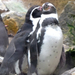 nyír-pingvinek