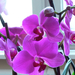 orchidea 097