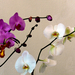 orchidea 116