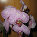 Phalaenopsis 'Malibu Bistro'