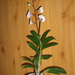 Dendrobium bigibbum 'Compactum'