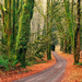 Elwha River Road, Olympic National Park, Washington