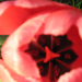 tulipán belűlről
