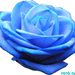 Kék rózsa