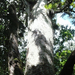 kauri5