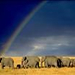 Elephant Herd and Rainbow thumb l