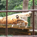 Miskolci Vadaspark-tigris támaszkodik