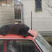 Kép az ablakon át,kutya a kocsi tetején