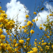 Yellow flowers