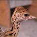 ostrich-baby