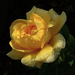 Sárga-rózsám