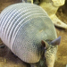 Armadillo turkál