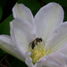 Clematis, fehér óriás (méhecskével)
