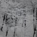 téli képek, erdő szélen