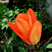 tulipán, narancsos variáns
