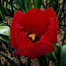 tulipán, egy cakkos piros