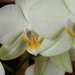 orchidea, fehér virág