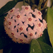 viaszvirág, egy félgömb virágból