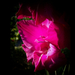 kardvirág, lila egyik virága közel
