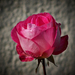 rózsa, egy megtépázott szépség