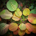 őszi színek, csontváz - levelek