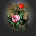 tulipán, a lila és egy piros