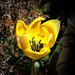 tulipán, az a sárga...