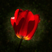 tulipán, az áttetsző