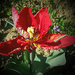 tulipán, cakkos szélű piros hamvas