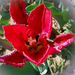 tulipán, cakkos szélű piros közelebb