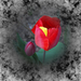 tulipán, egy sárga beütésű piros