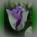 tulipán, fehér lila - cirmos szegéllyel