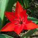 tulipán, pici-piros belűl
