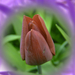 tulipán, piros kínai-fej