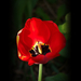 tulipán, piros szingli