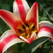 tulipán, piroscsíkos génbank