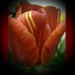tulipán, sárga csíkokkal nagyban