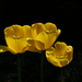 tulipán, sárga pizsamában