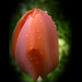 tulipán, vízcseppekkel