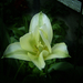 tulipán, zöldesfehér