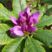 rhododendron, a lila start
