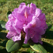 rhododendron, halvány lila