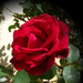 rózsa, vörös bársonyrózsi
