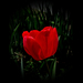 tulipán, árnyékvilágban