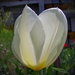 tulipán, fehér belső fénnyel
