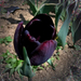 tulipán, a szilvaszínű