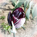 tulipán, fekete-fantázia