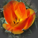tulipán, narancsos