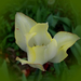 tulipán, sárgásan áttetsző